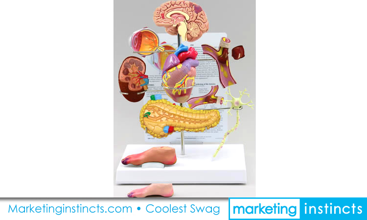 Patient Education Medical Display